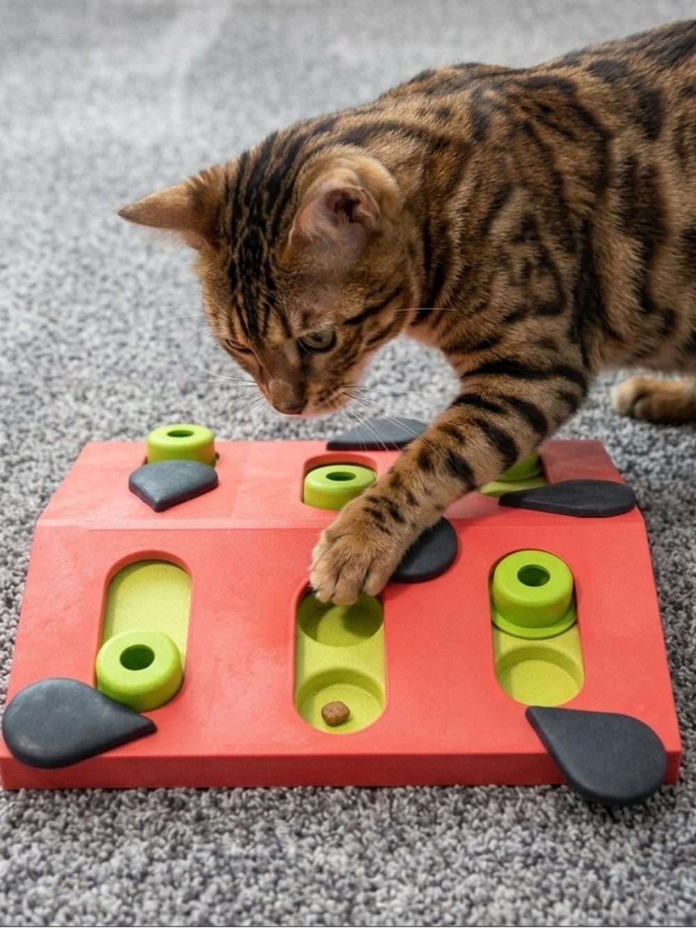 EUC Cat Puzzle & Play Toy for Treats